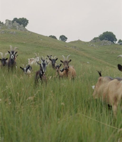 Einars rejsefortælling